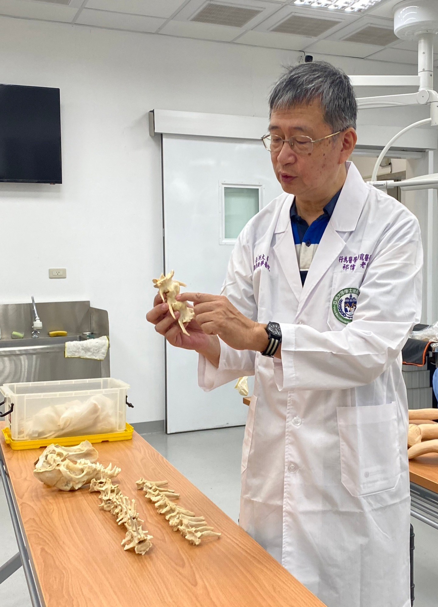 圖為亞大附屬獸醫院長祁偉廉,展示德國牧羊犬骨骼標本,每節脊椎滿布骨刺、甚至還有骨頭增生、軟組織完全被包覆的情況。