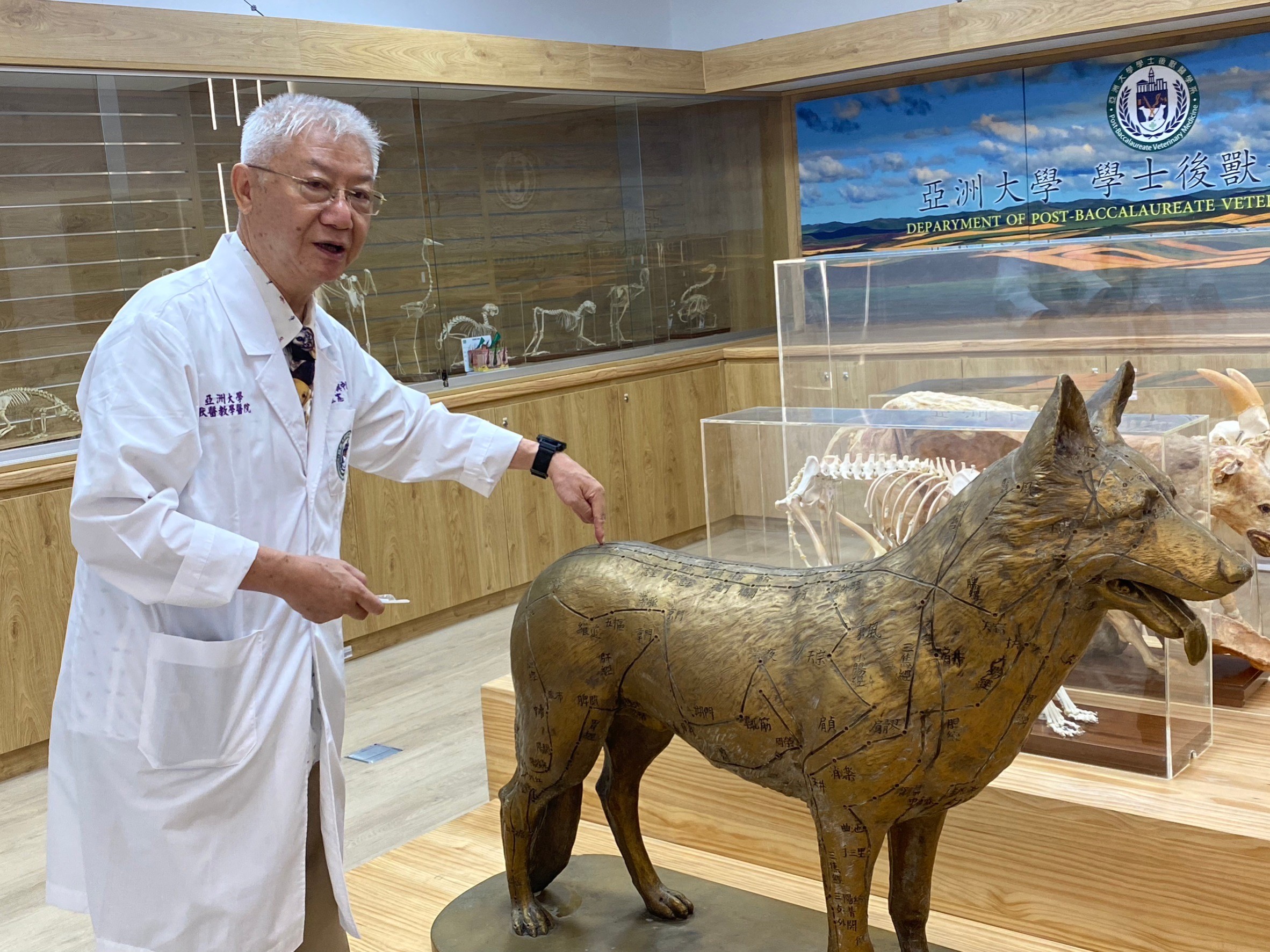 圖為亞大後獸系主任簡基憲,示範遇到狗長骨刺造成後肢步伐不穩或癱瘓時,就會在腰際的百匯穴等處下針。