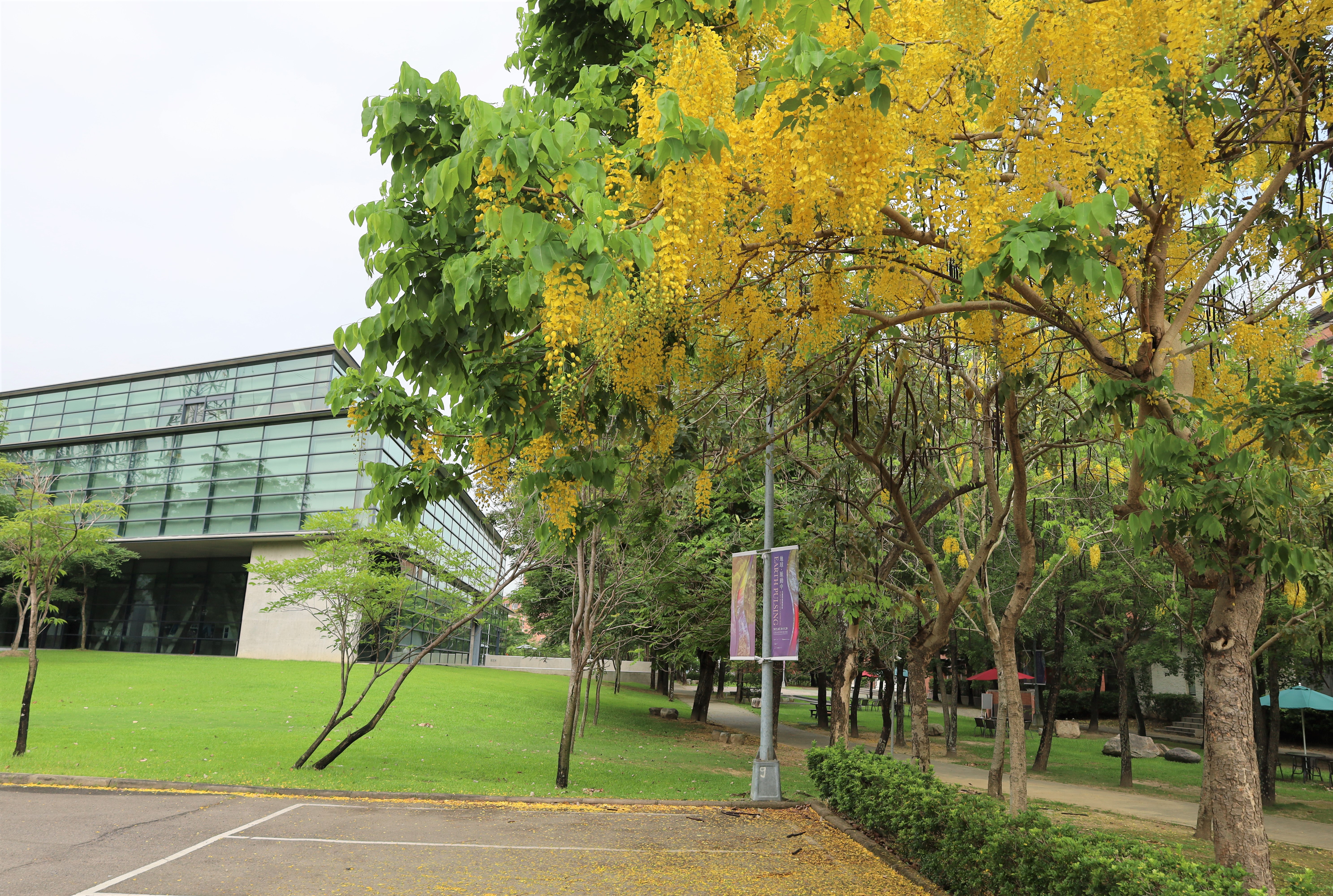 圖為亞大現代美術館旁阿勃勒盛開，是夏日踏青好去處。