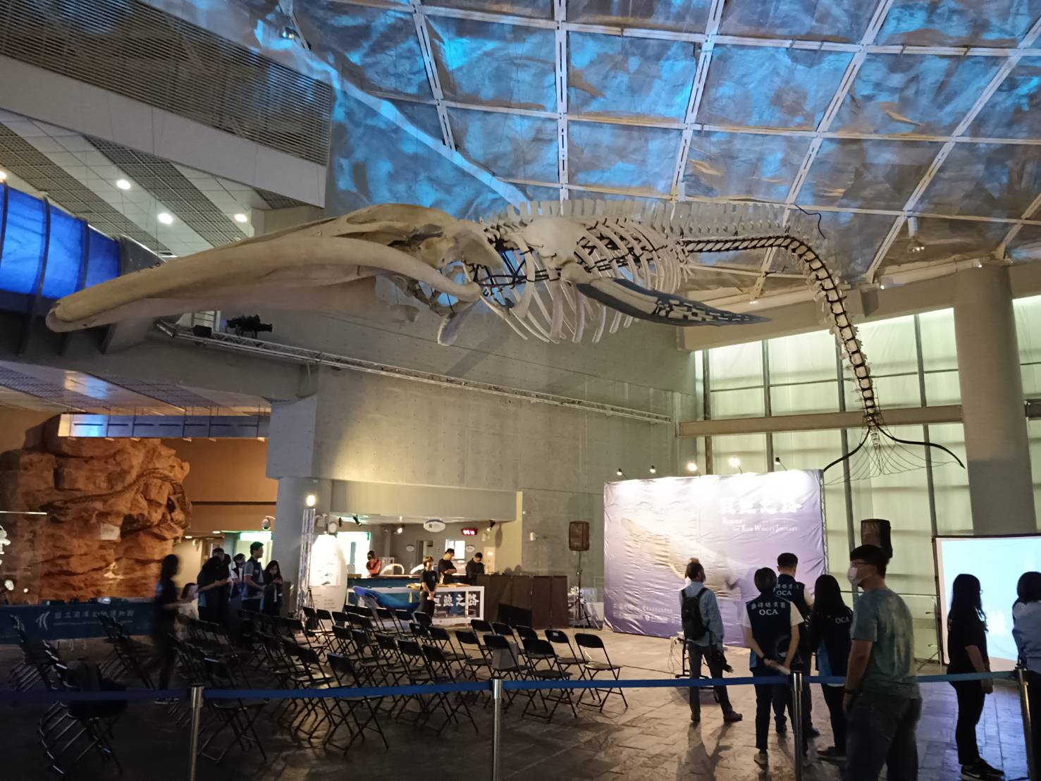 圖為藍鯨標本歷時3年,被吊掛展示於海生館展館大廳。