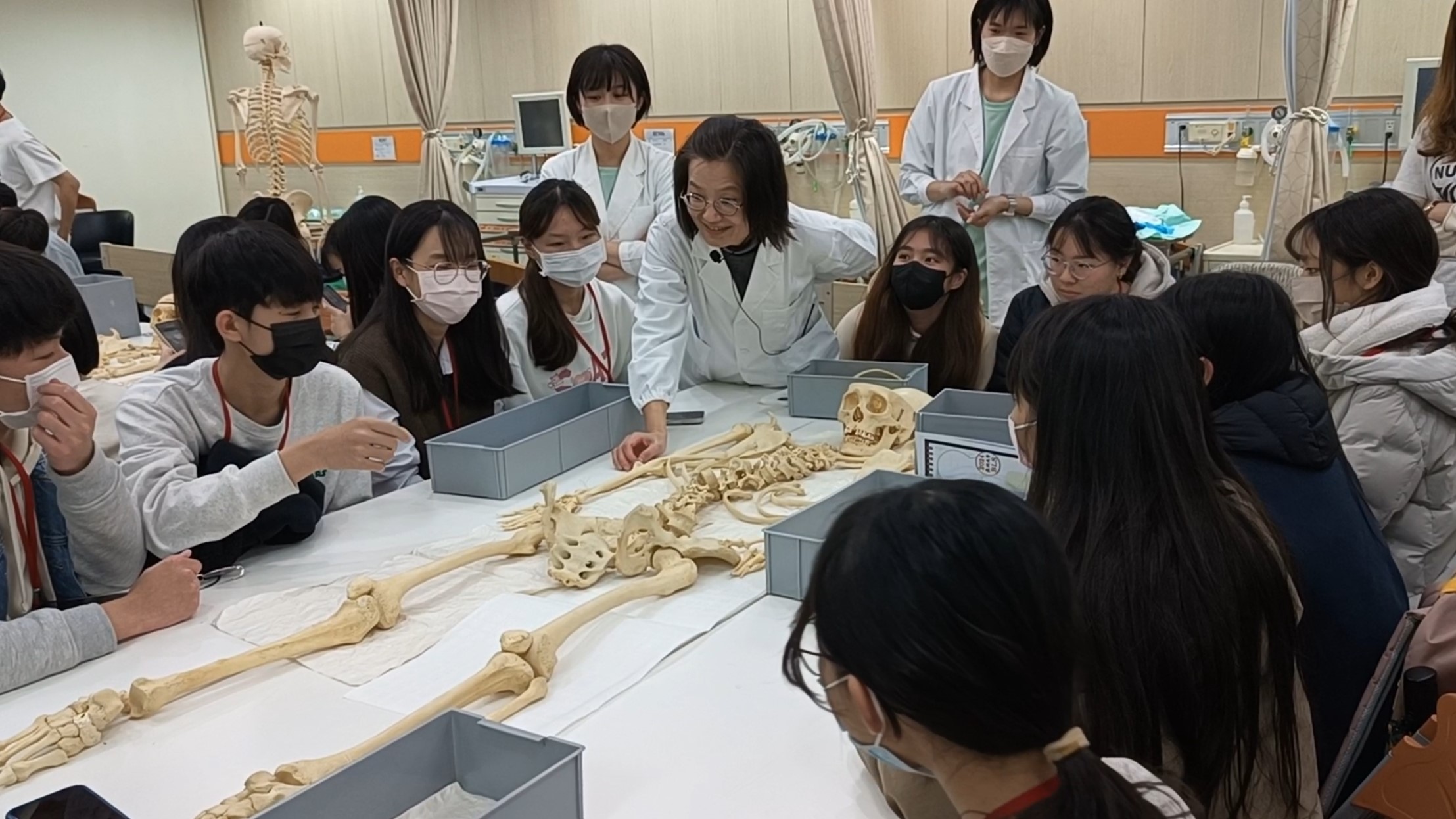 圖為在學習人體解剖後,小組學員團隊合作、拼湊人體全身200多根散骨。