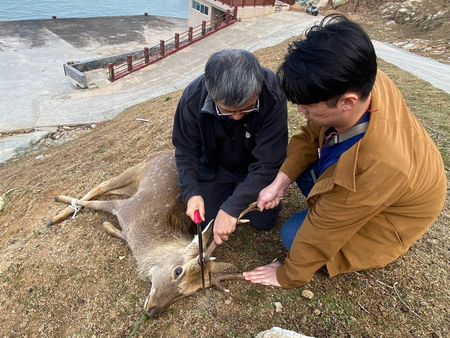 亞大獸醫院長祁偉廉(左)動手鋸鹿角。